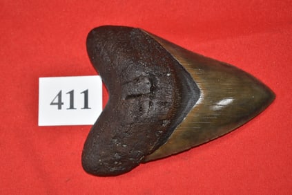 6.10” Megalodon Shark Tooth