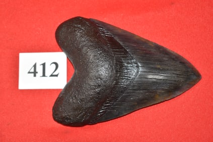 6.17” Megalodon Shark Tooth