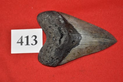 5.11” Megalodon Shark Tooth
