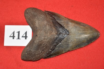 5.75” Megalodon Shark Tooth