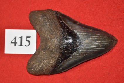 5.69” Megalodon Shark Tooth