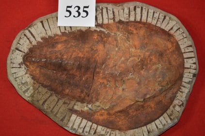 Trilobite Fossil