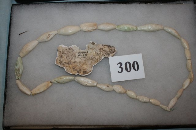 Strand Shell Beads, Conch Shell Gorget : 8 x 12 Frame with 25” Strand Shell Beads, Conch Shell Gorget Remnants