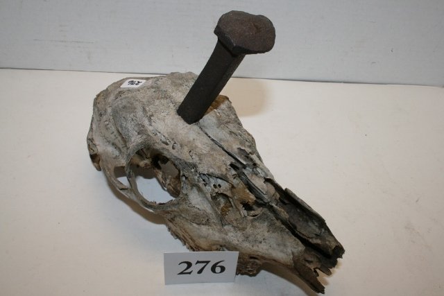 Old Canine Skull with Railroad Spike: 9 ½” Old Canine Skull with Railroad Spike stuck in it – you make up your own story!