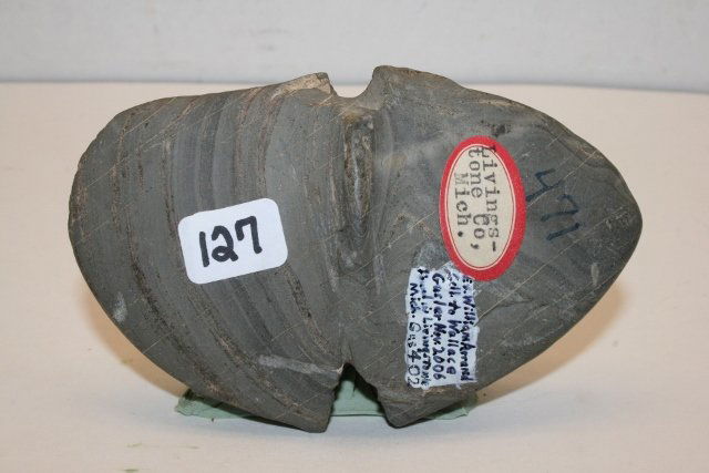 Banded Slate Double Notched Bannerstone: 4 ½” Banded Slate Double Notched Bannerstone – Livingston Co. Michigan – Ex. William Aurand Coll. Wallace Gusler Coll.