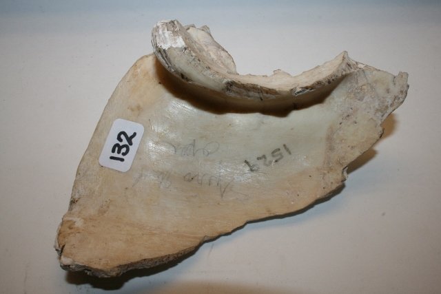 Fragment of Conch Shell Gorget: 5 ½” Fragment of an Engraved Conch Shell Gorget excavated 1934 from the Spiro Mound, Oklahoma