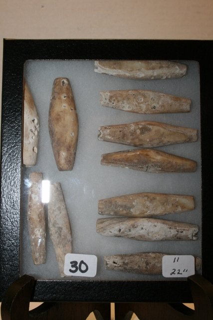 11 -2” Elongated Shell Beads: 11 -2” Elongated Shell Beads, Spiro Mound, Oklahoma – Ex. Robert Bell – Englander Collections