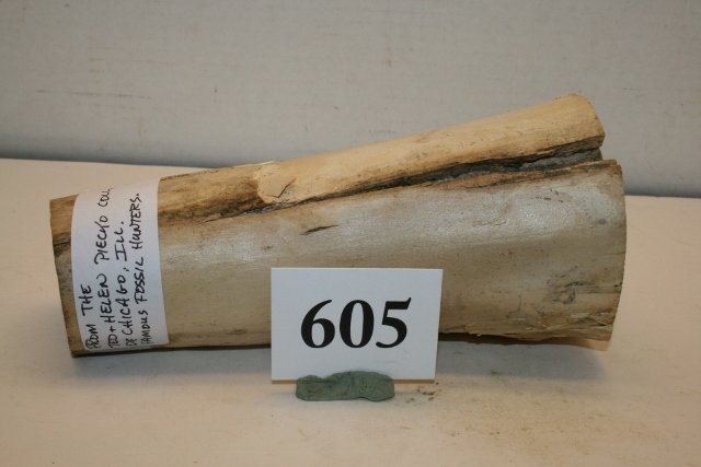 Section of Prehistoric Mammoth Ivory: 6 ¾” Section of Prehistoric Mammoth Ivory – Ex. Pieko Coll.