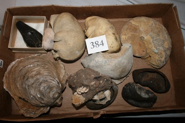 Fossils /Sperm Whale Tooth: Large Assortment of Fossils including Sperm Whale Tooth, Whales Inner Ears, Animal Jaw Bones etc… some rare hard to find specimens