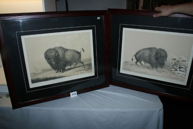 2 Framed Prints –Buffalos (1 of 3)