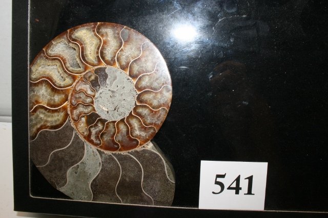 Cut Polished Ammonite Fossil (1 of 1)