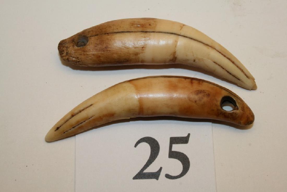 Pair of Extinct Cave Bear Teeth Pendants: 3 1/8” Pair of Extinct Cave Bear Teeth Pendants, Glovers Cave Find, Vietzen Coll.