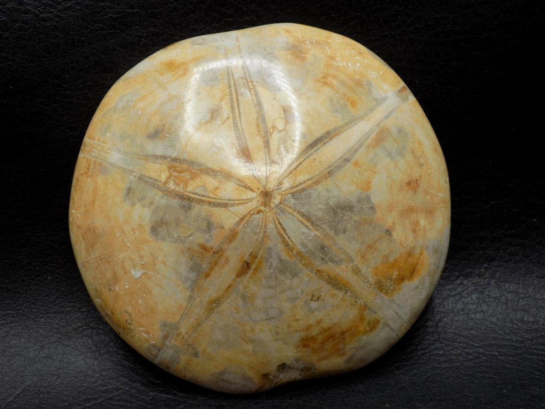 Ancient Sea Urchin fossil of star fish from Africa (1 of 3)