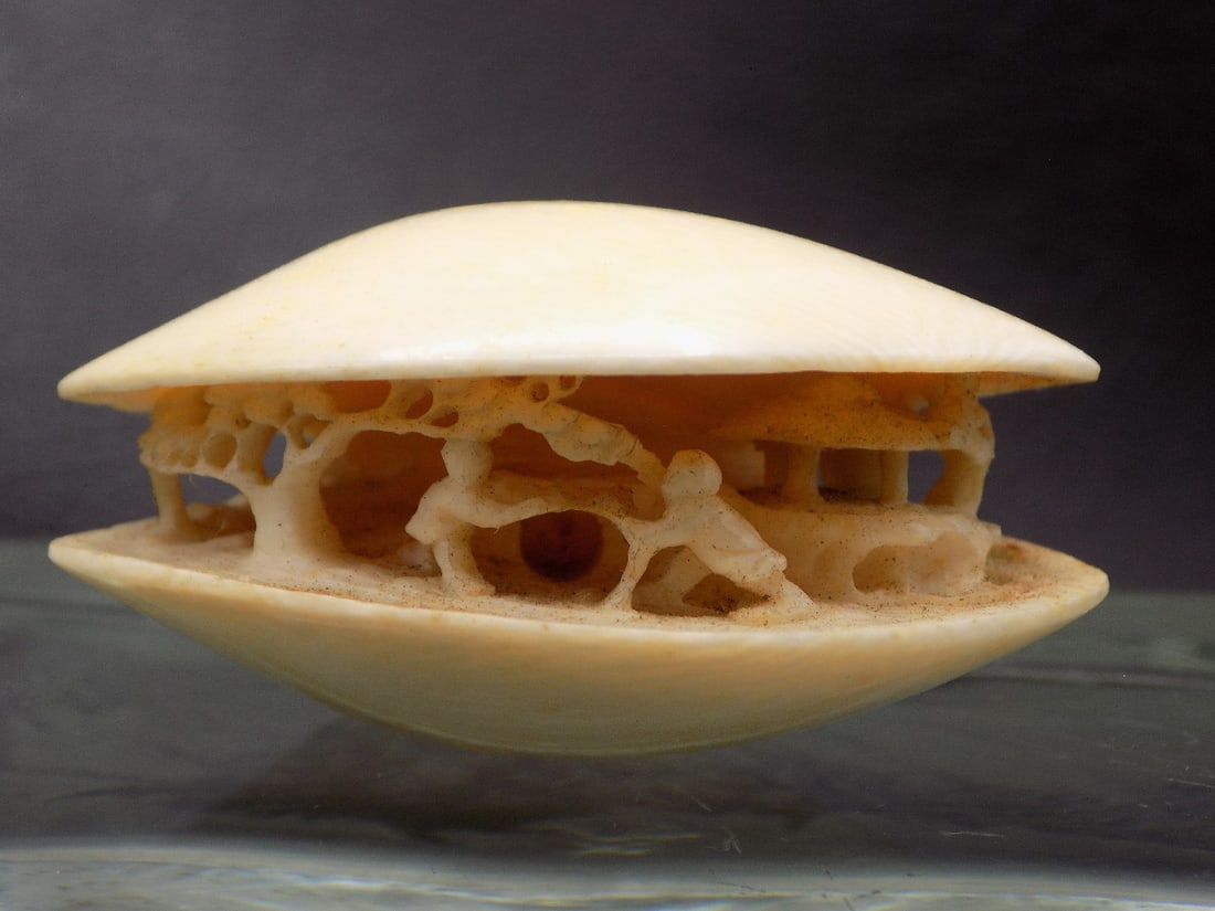 Intricate vintage Oriental hand carved netsuke seashell (1 of 7)