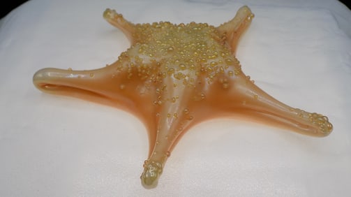 Vintage signed Orient and Flume starfish