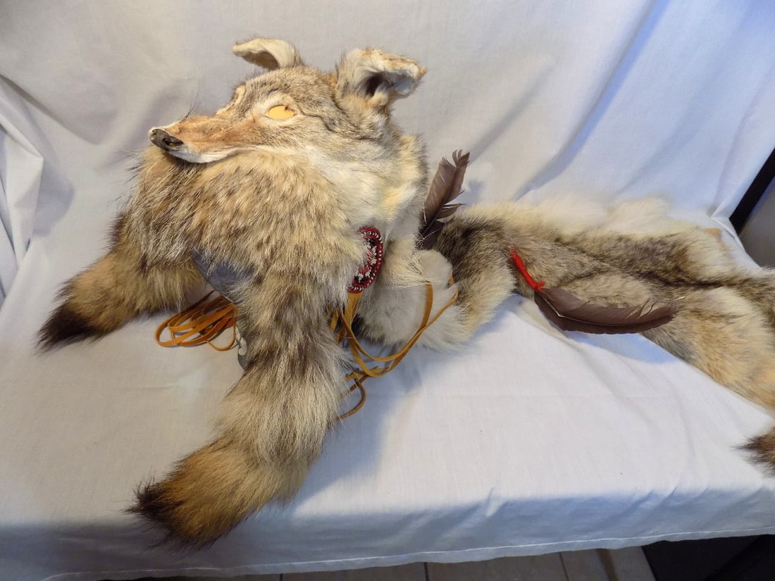 Native American Indian Medicine Man Wolf ceremonial head dress.: Native American Indian Medicine Man Wolf ceremonial head dress. Full size pelt with bead work and feathers. 45 inches long. In very good original as found condition. Great quality and detail. For in h