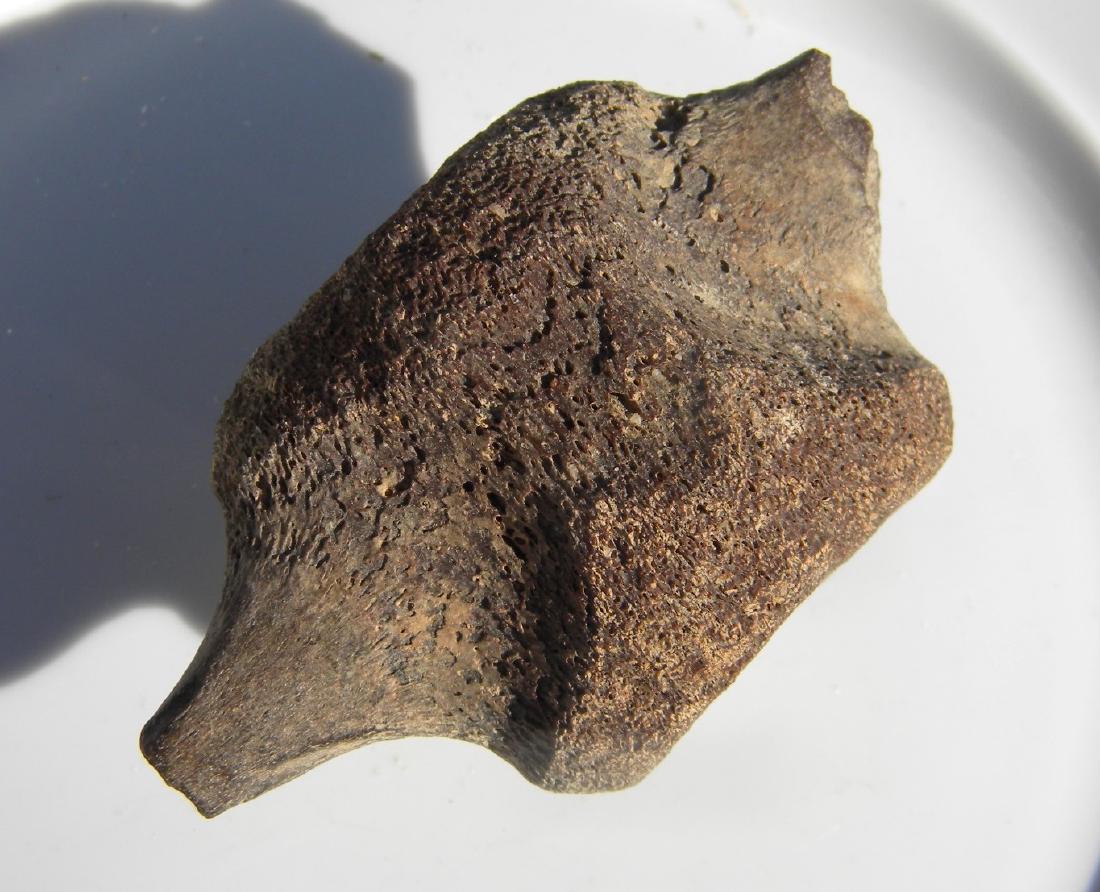 Antique Fossil of A Spinal Bone: Antique Fossil of A Spinal Bone, size: 3.5" x 2"