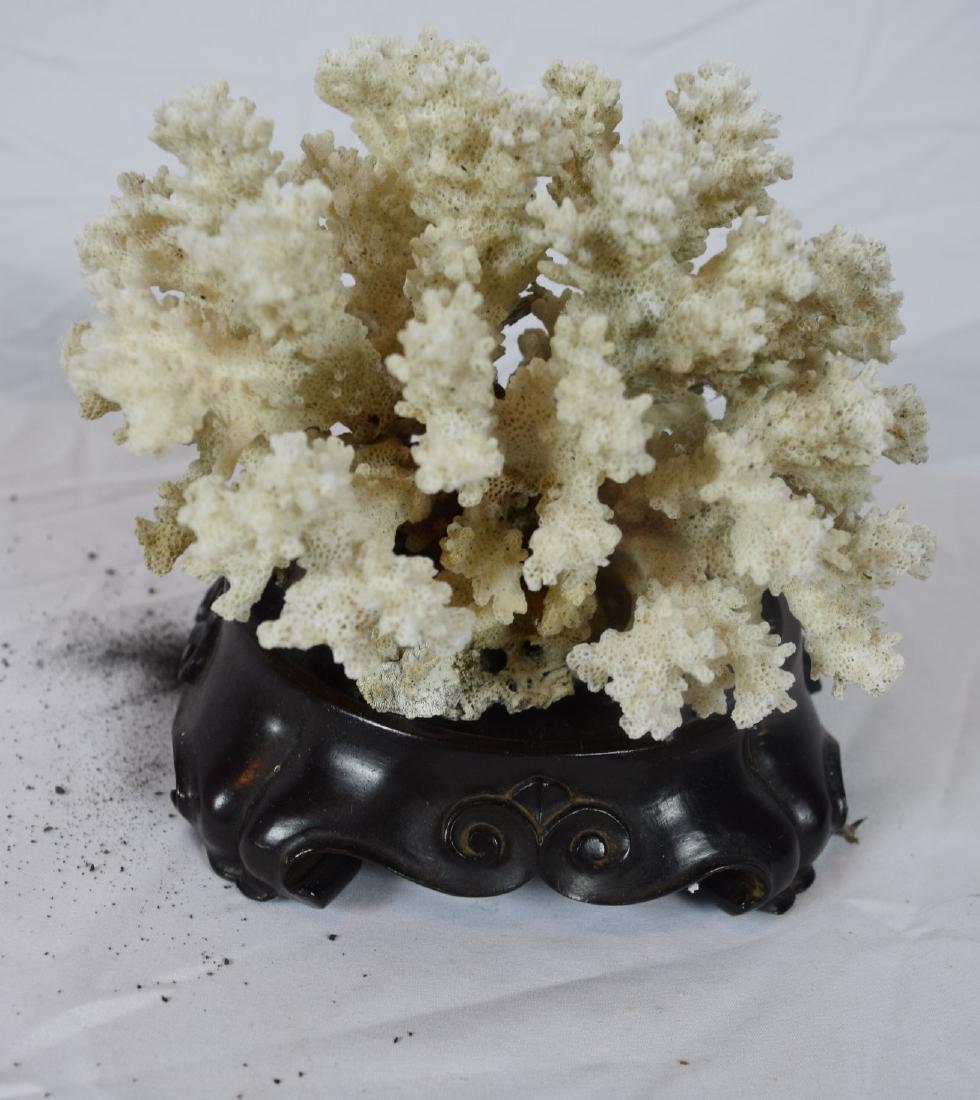 Coral Branches Display: Coral Branches Display, Size: 7" x 5"