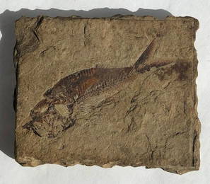 Antique Fish Fossil