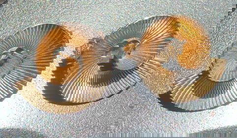 Pair of Silver Earrings