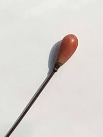 Antique Coral Hair Pin