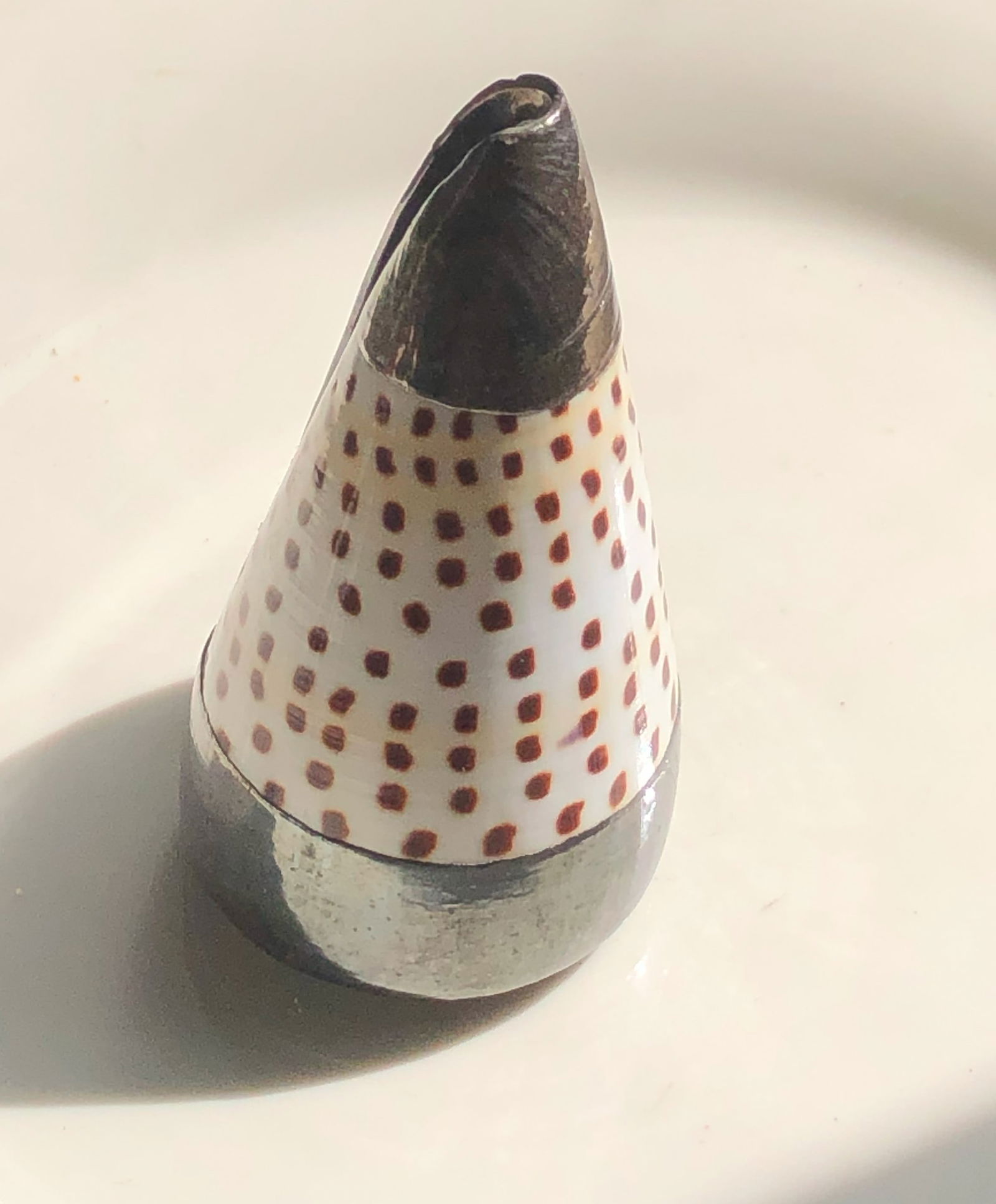 Vintage Shell display: Vintage Shell display, Size:3"