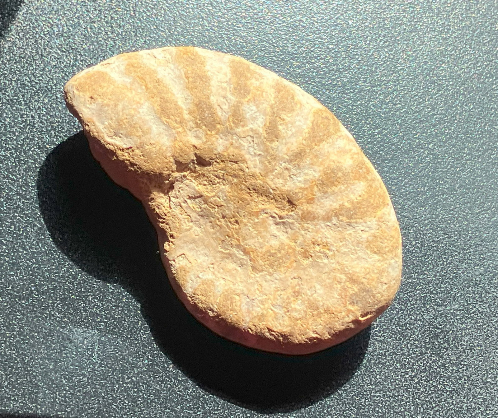 Fossil Piece (1 of 2)