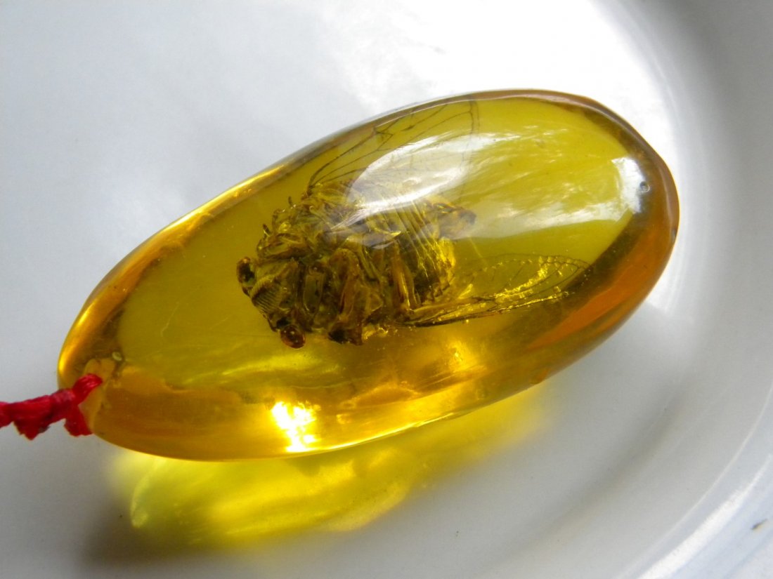 Rare Large Amber Pendant with Cicada Inside (1 of 4)