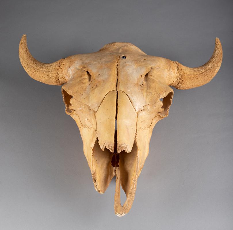Vintage Buffalo Skull. NOTE: Bullet hole in fore head.: Vintage Buffalo Skull. NOTE: Bullet hole in fore head.