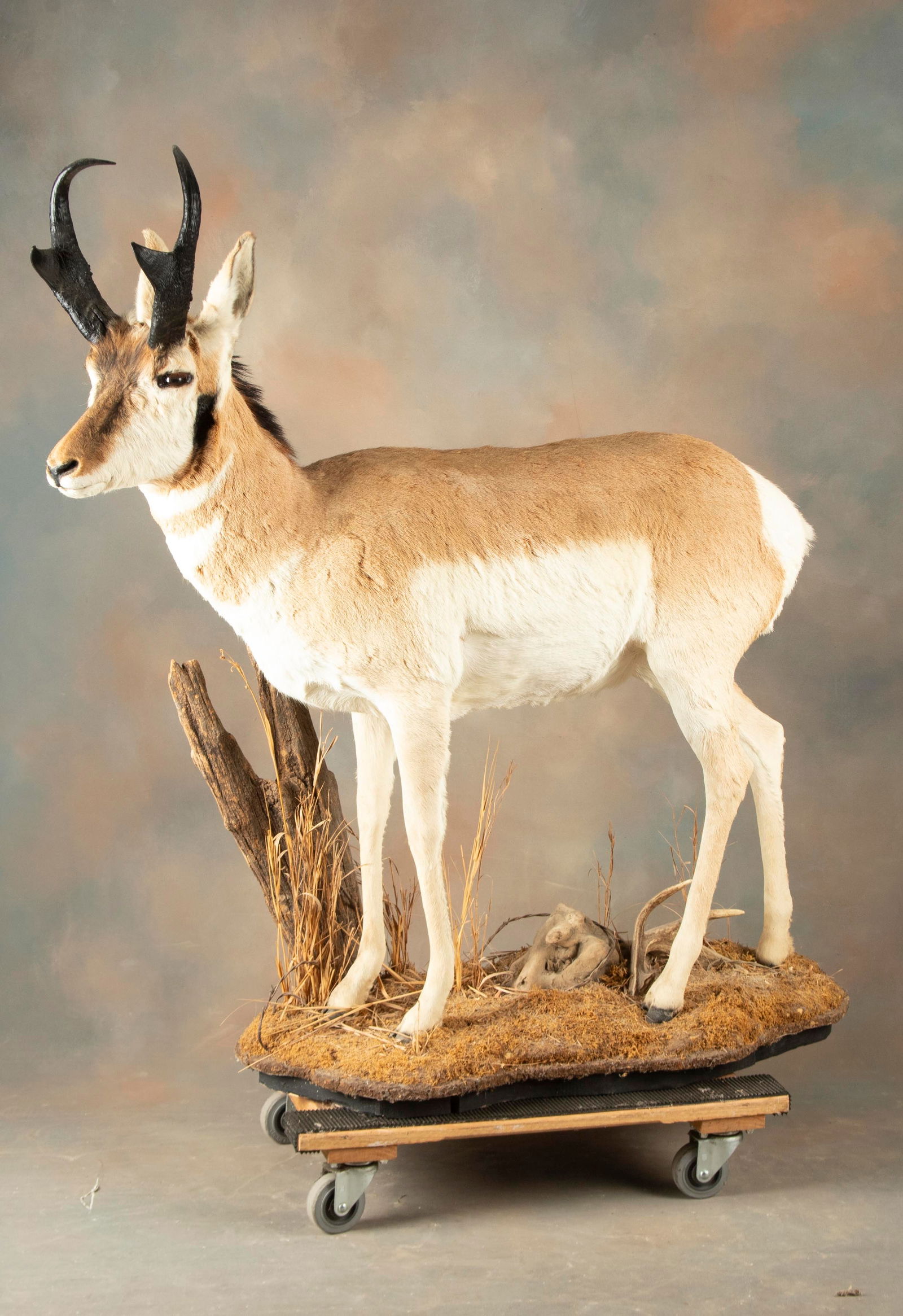 Beautiful life size mounted Texas Antelope done by a master Taxidermist, mounted on unique stand: Beautiful life size mounted Texas Antelope done by a master Taxidermist, mounted on unique stand with deer horn shed at its feet.