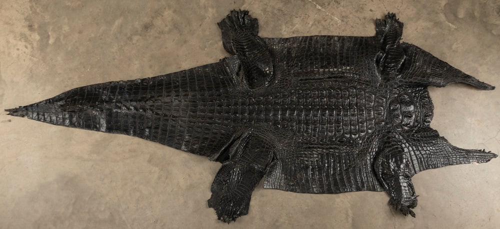 Dark color Alligator Hide, 8 ft. long, 32" at widest point, leather is supple, in very good: Dark color Alligator Hide, 8 ft. long, 32" at widest point, leather is supple, in very good condition. This hide also hung over the balcony in Otis game room. THE LATE OTIS HIBLER ESTATE.