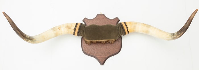 Outstanding early Longhorn Steer Wall Mount on shield shaped board, nice early set with aged yellow