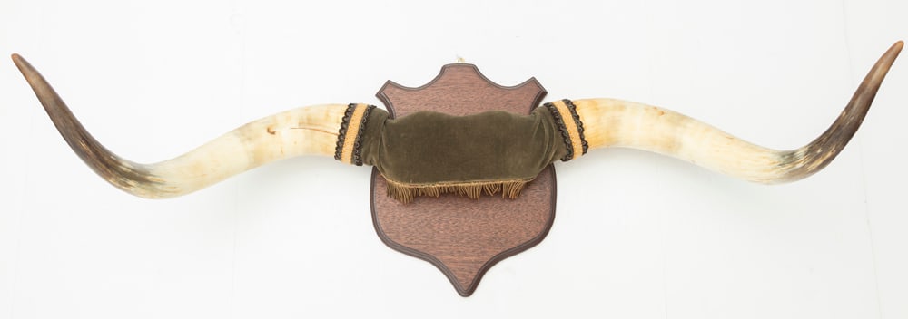 Outstanding early Longhorn Steer Wall Mount on shield shaped board, nice early set with aged yellow: Outstanding early Longhorn Steer Wall Mount on shield shaped board, nice early set with aged yellow patina and 38" spread. HUTCHESON COLLECTION.