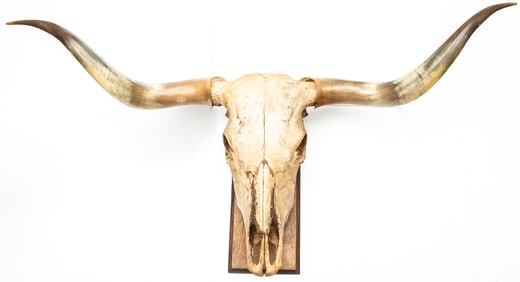 Outstanding early mounted Longhorn Wall Board with 54 1/2" spread and very desirable Texas Twist