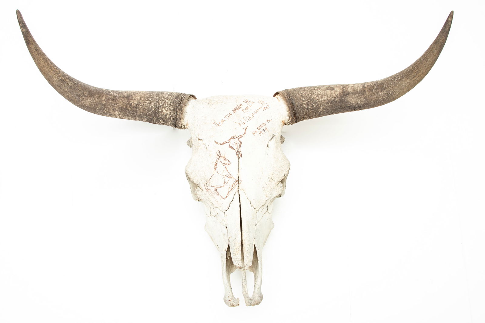 Steer Skull with horn tips, signed by CA Melvin C. Warren, from the Broke W Ranch with some of: Steer Skull with horn tips, signed by CA Melvin C. Warren, from the Broke W Ranch with some of Warrens Sketches on the skull including a mule and a longhorn. Horn spread is 38 1/2". EARLE ESTATE