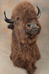 Massive Bull Buffalo chest mount, with original horn tips, measures 44" from wall to tip of nose,