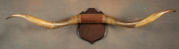 Outstanding early Longhorn Wall Mount with very desirable Texas Twist, 68" spread with very