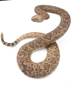Huge mounted Diamond Back Rattlesnake, approximately 5 ft. long with 10 rattlers. Shows great