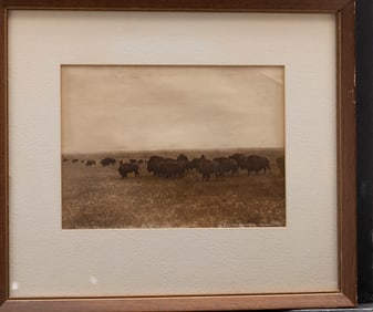 Vintage large framed Photograph signed by "L.A. Huffman, Miles City, Buffalo Grazing the big open