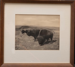 Vintage large framed Photograph, signed at lower right  "L.A. Huffman", of Buffalo Bulls grazing.