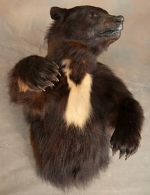 Full chest mounted brown Bear with white chest markings and claws, approximately 3ft T, when hung it
