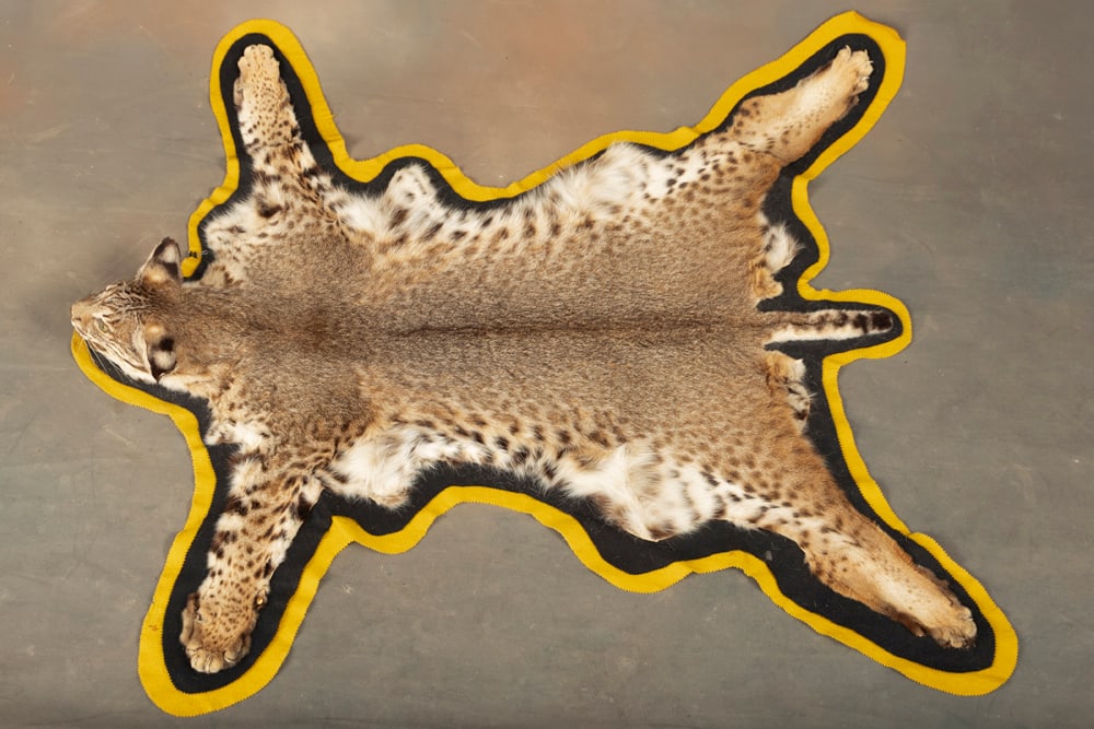 Large Texas Bob Cat Floor Rug showing fine taxidermy workmanship. From tip of nose to tip of tail: Large Texas Bob Cat Floor Rug showing fine taxidermy workmanship. From tip of nose to tip of tail the bob cat measures 4 ft. long x 46" W. Would look great hanging or as a floor rug. The Late C.W. & M