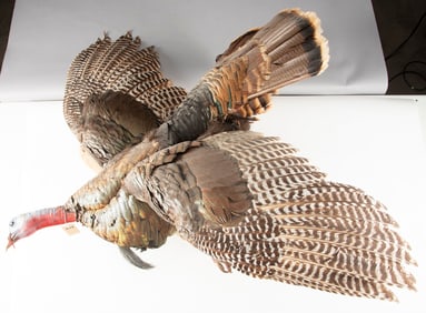 Full mounted Texas Rio Grande Turkey in half flight mounted on rustic log with 8" beard. Nice