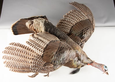 Full mounted Texas Rio Grande Turkey in half flight mounted on rustic log,with 8 1/2" beard. Nice