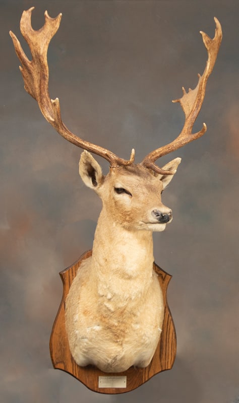 Full Chest Mount Fallow Deer, taken from the Bradley Ranch, Groesbeck, Texas, 1997, taxidermy by (1 of 1)