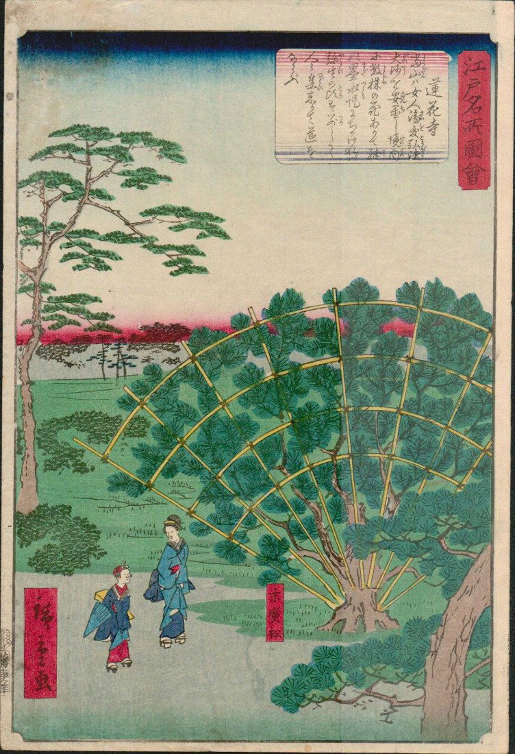 HIROSHIGE II TREE TRAINED TO GROW INTO FAN SHAPE (1 of 1)
