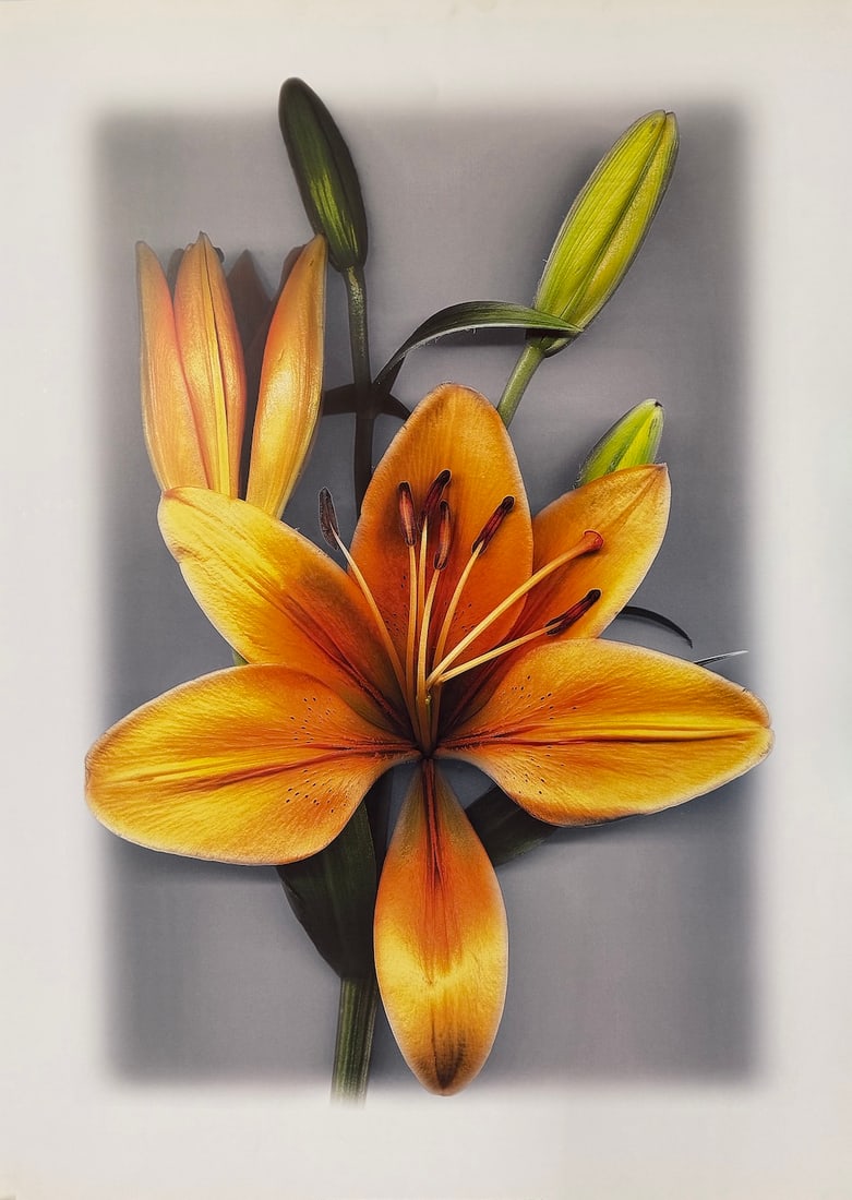 Bruce Brown - "Yellow Lily" (1 of 1)