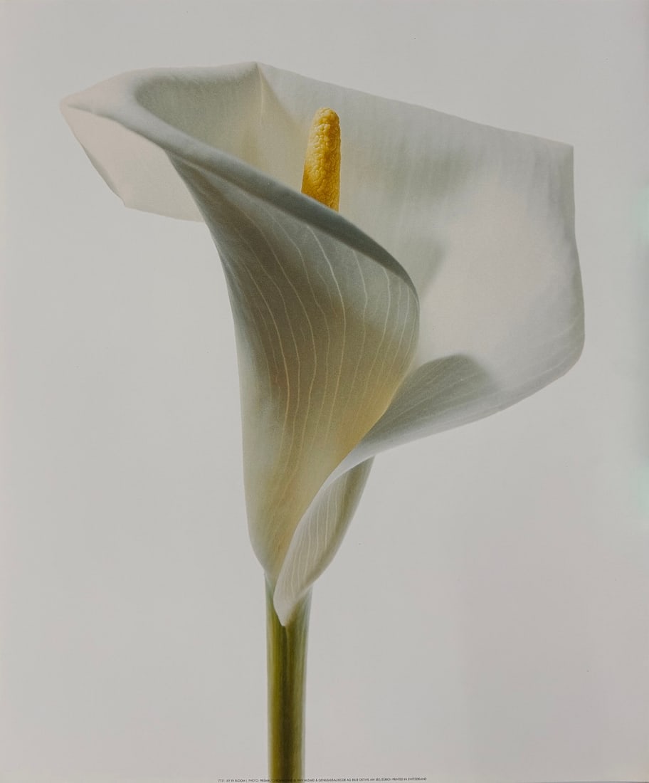 Lily In Bloom (1 of 1)