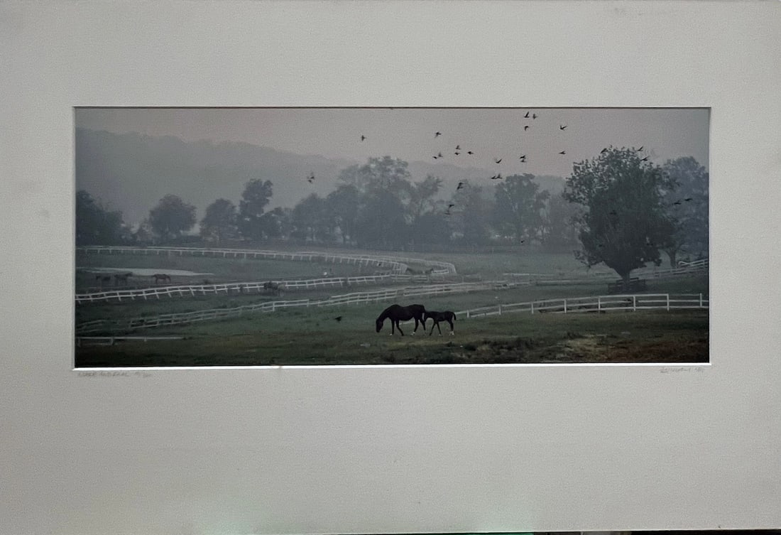 Nick Zungoli - "Mare And Foal" (1 of 1)