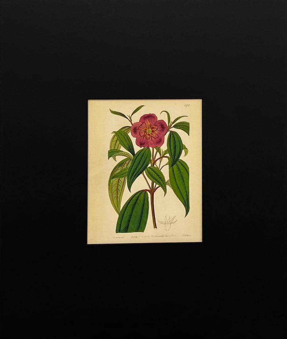 Anon - "Cinnamon-Leaved Melastoma": Anon - "Cinnamon-Leaved Melastoma". Beautifully mounted Lithograph. 16 x 20. Excellent condition